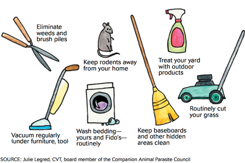 What You Can Do to Prevent Fleas