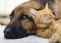 Cat and Dog on Heartworm Preventative