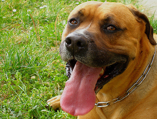 Help Your Pet Keep Cool and Avoid Heat Exhaustion