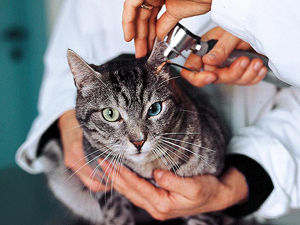 Understanding Pet Vaccines for National Immunization Awareness Month