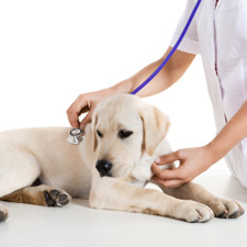 Understanding Pet Vaccines for National Immunization Awareness Month