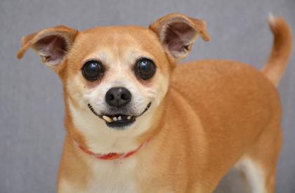 Australian Cattle Dog Chihuahua Mix