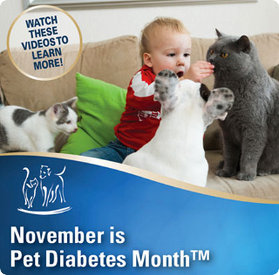 Pet Diabetes Month