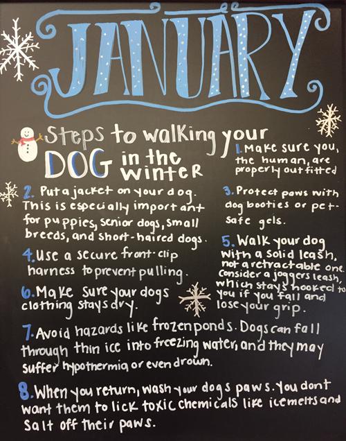 8 Steps to Walking Your Dog in the Winter