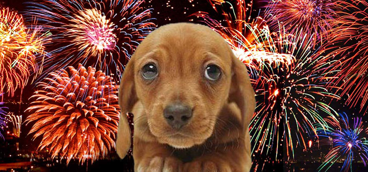 Fireworks Safety Tips for Your Pet