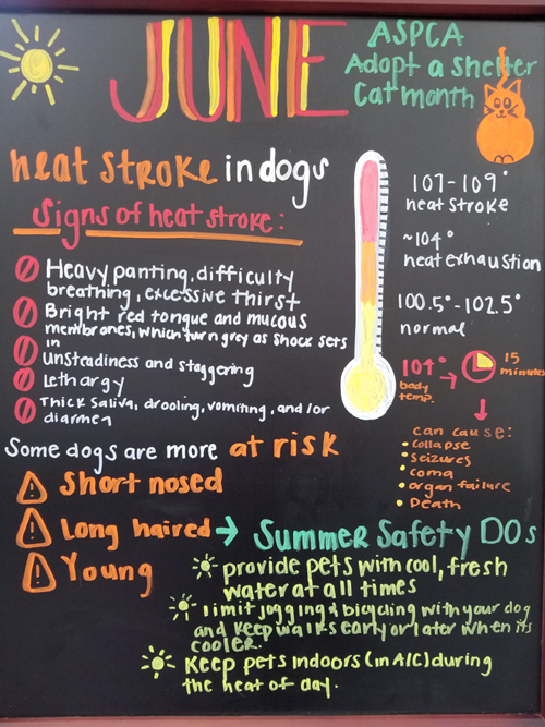 Heat Stroke and Heat Exhaustion are Summer Dangers for Your Dog