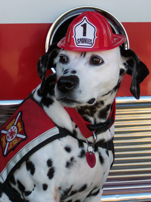 Be Prepared! July 15th is Pet Fire Safety Day