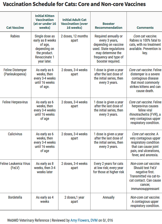 vaccination-schedule-cats-companion-care