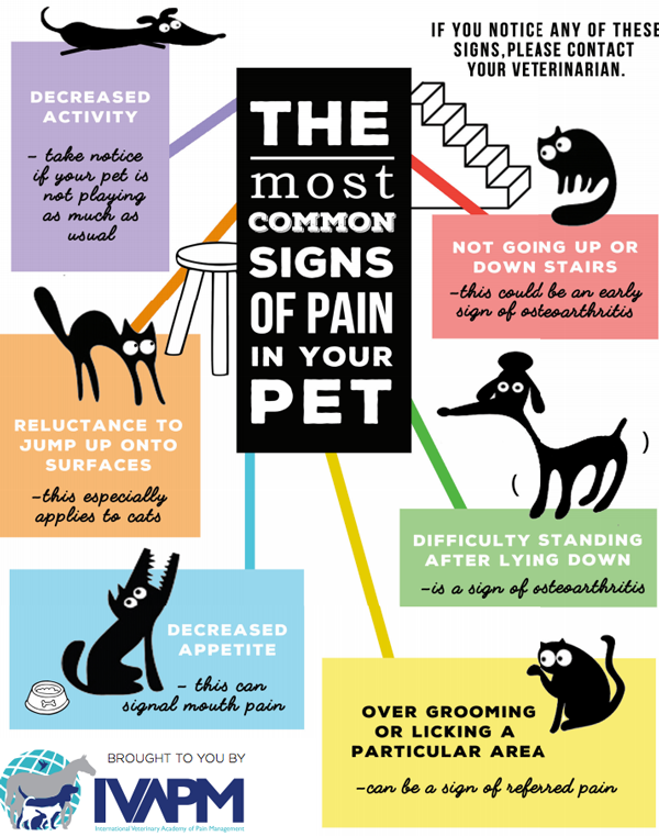 Common Signs of Pain in Pets