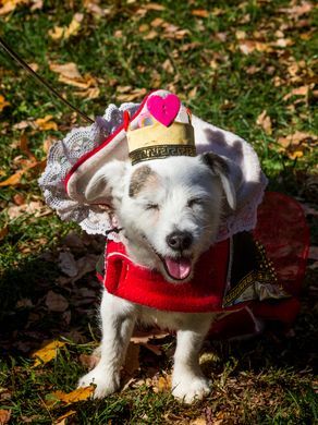 Howl-o-ween with Your Pet!