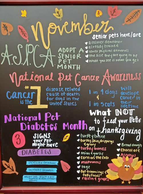 November Pet Theme