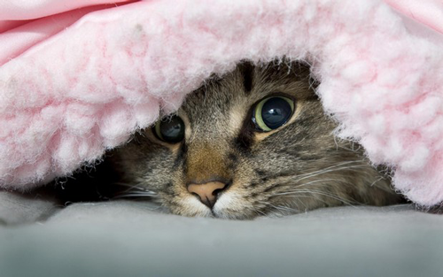 How to Keep Your Pets Safe and Comfortable in Frigid Weather