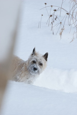 How to Keep Your Pets Safe and Comfortable in Frigid Weather