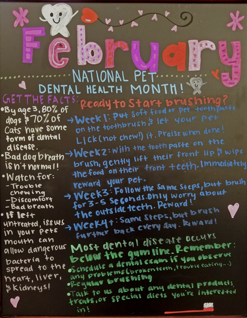 National Pet Dental Health Month in February