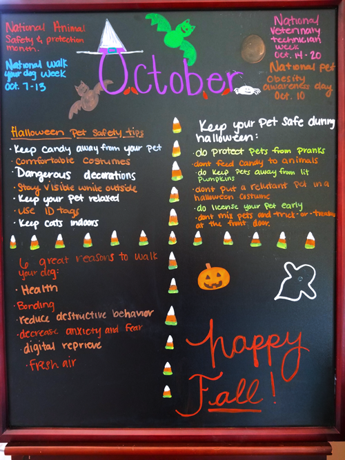 Avoid Pet Boo-Boos this Halloween