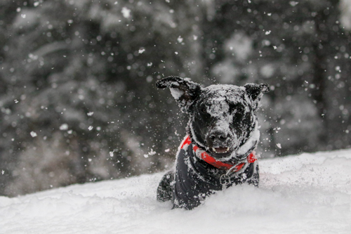 Is Your Dog Ready for Snow?