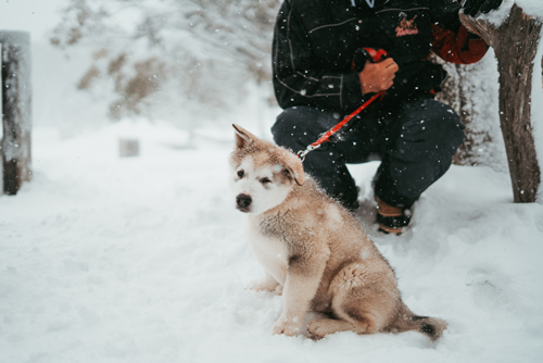 Is Your Dog Ready for Snow?