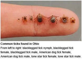 Know These 3 Ticks in Ohio