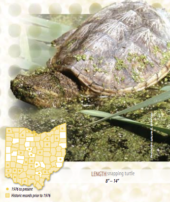 Get Introduced to Ohio's 12 Native Turtles for International Turtle Day