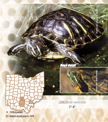 Get Introduced to Ohio's 12 Native Turtles for International Turtle Day