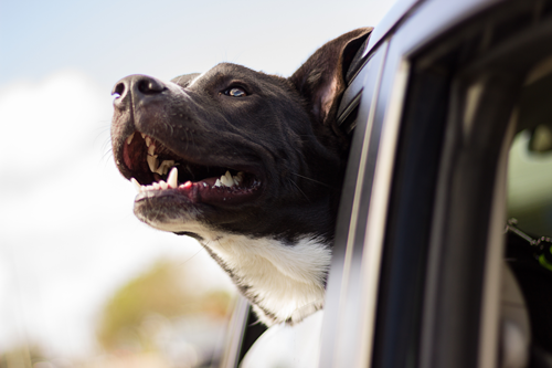 Danger Zone: How to Help Pets in Hot Cars