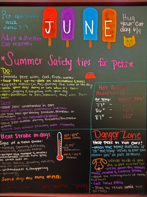 Summer Safety Tips for Pets