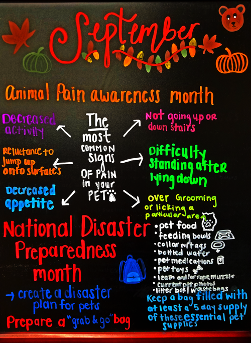 Animal Pain Awareness Month in September
