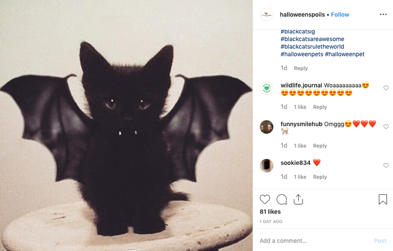 Cats of Instagram: Halloween Costume Edition