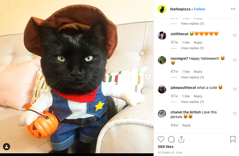 Cats of Instagram: Halloween Costume Edition