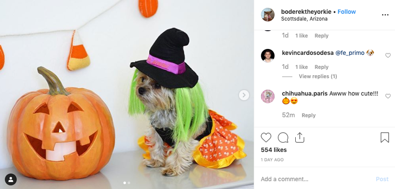 Dogs of Instagram: Halloween Costume Edition