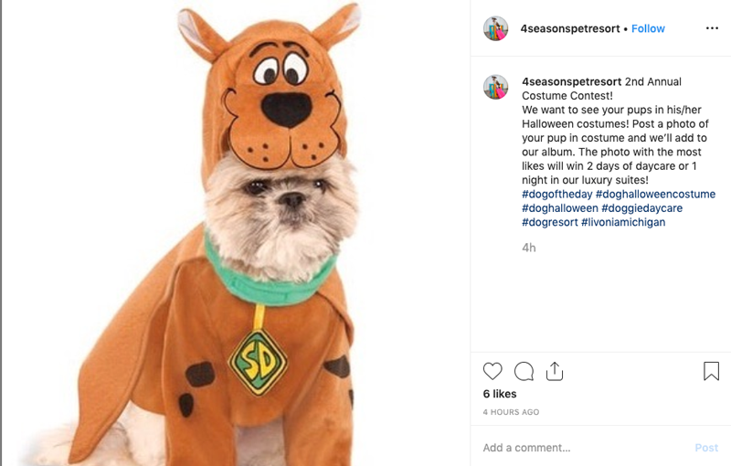 Dogs of Instagram: Halloween Costume Edition