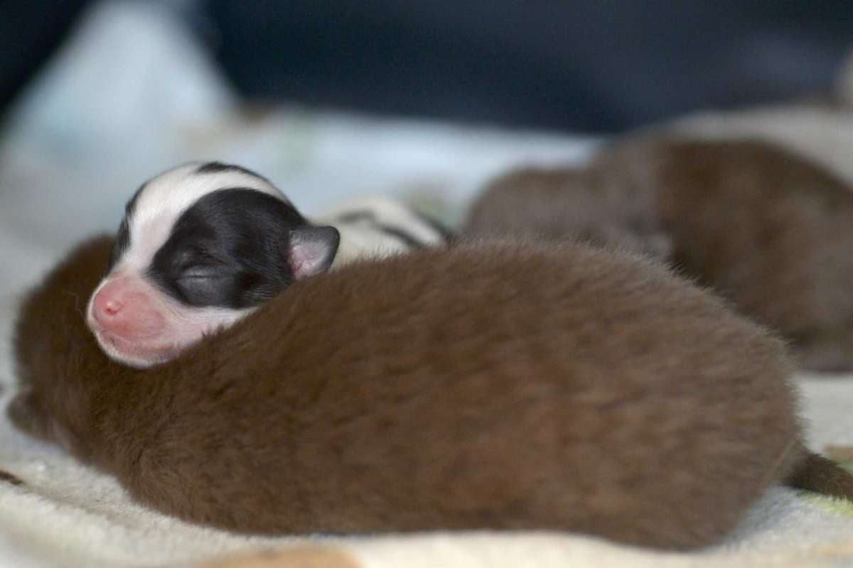 When a Cat Adopts a Puppy: a Mother's Love Transcends Species