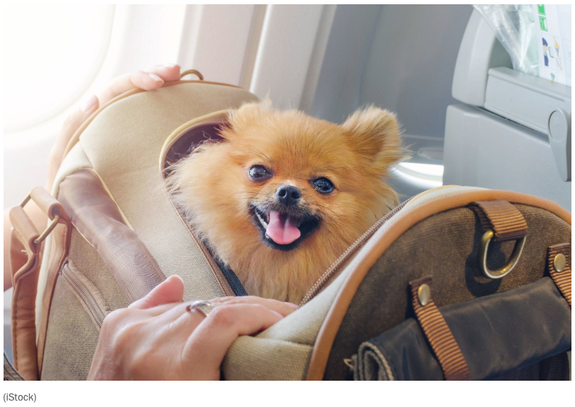 Flying with Your Dog or Cat in the United States