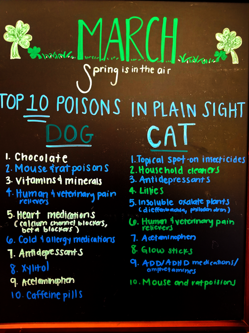 March Theme: Watch for These Top 10 Poisons for Dogs and Cats