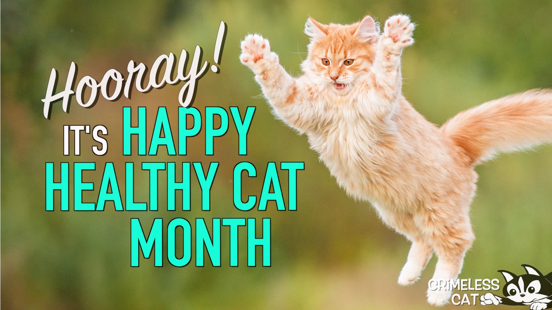 September is Happy, Healthy Cat Month
