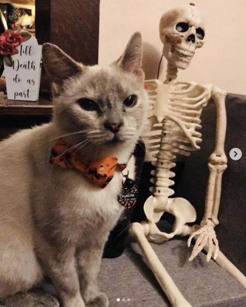 Halloween Cats of Instagram!