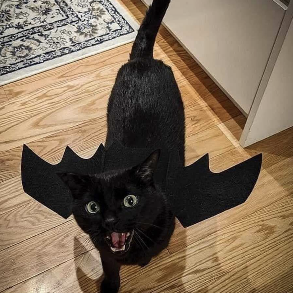 Halloween Cats of Instagram!