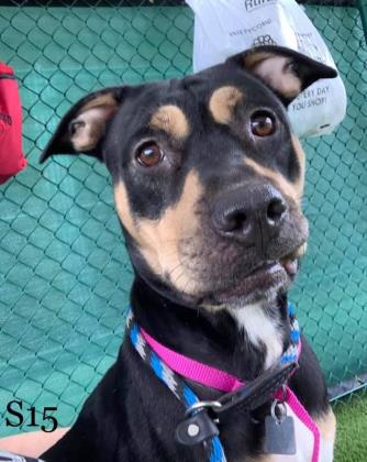 Marcy: At Animal Friends Humane Society