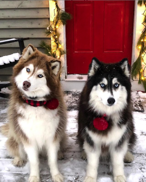Holiday Dogs of Instagram