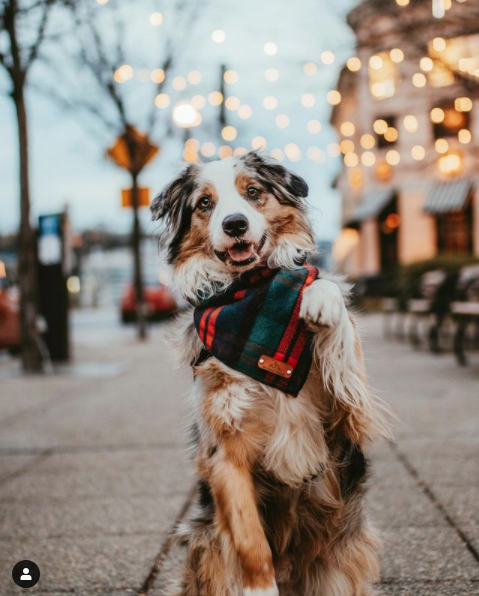 Holiday Dogs of Instagram