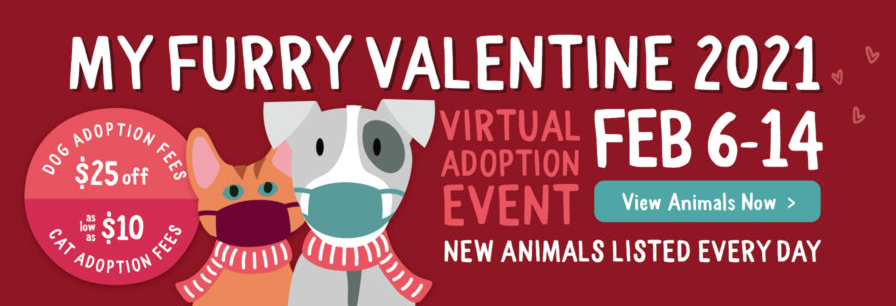 Happening Now: My Furry Valentine Pet Adoptions