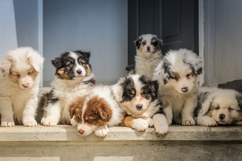 Veterinary Expert: 80% of Pet Emergencies are Preventable