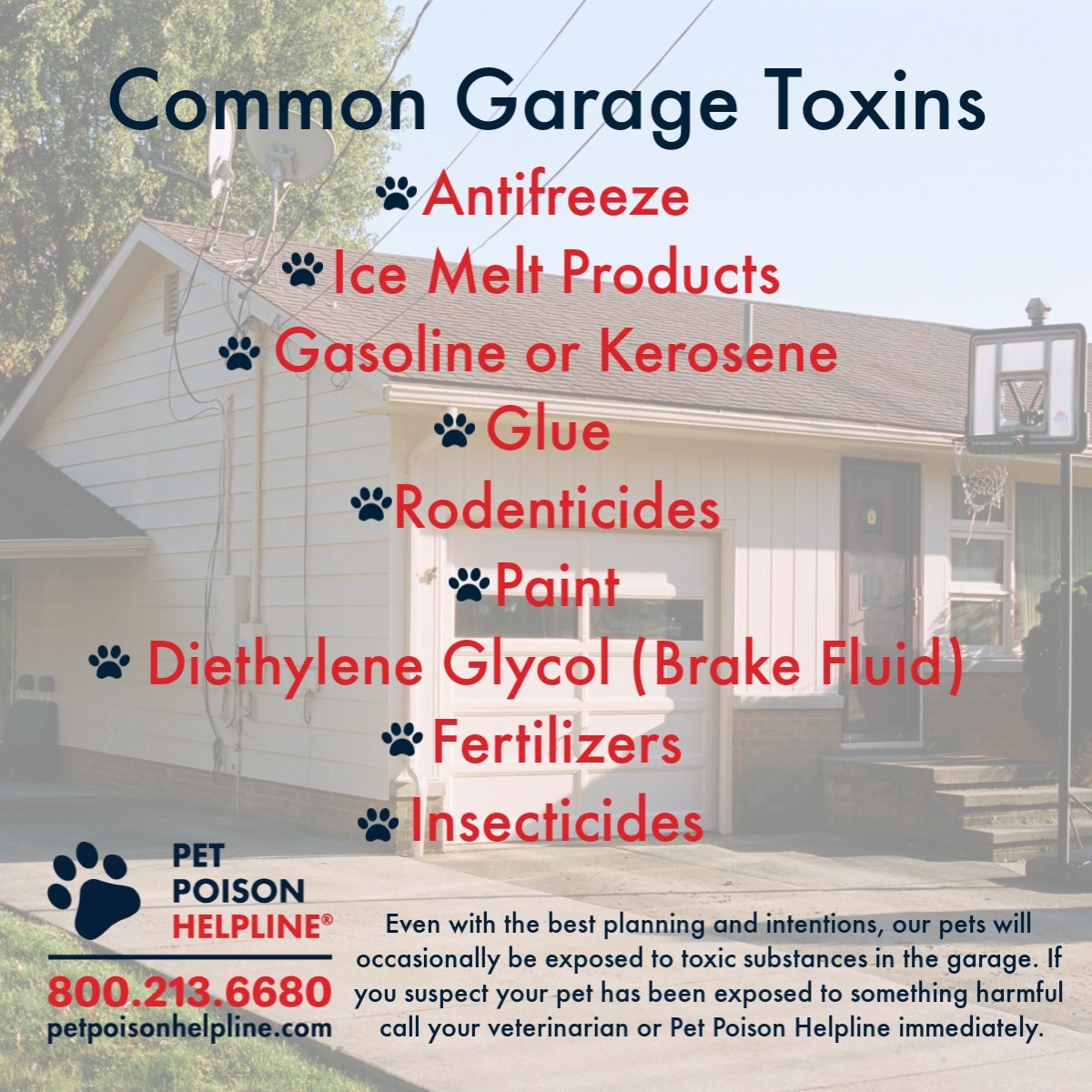 Poison Prevention Week: Outdoor Hazards for Pets