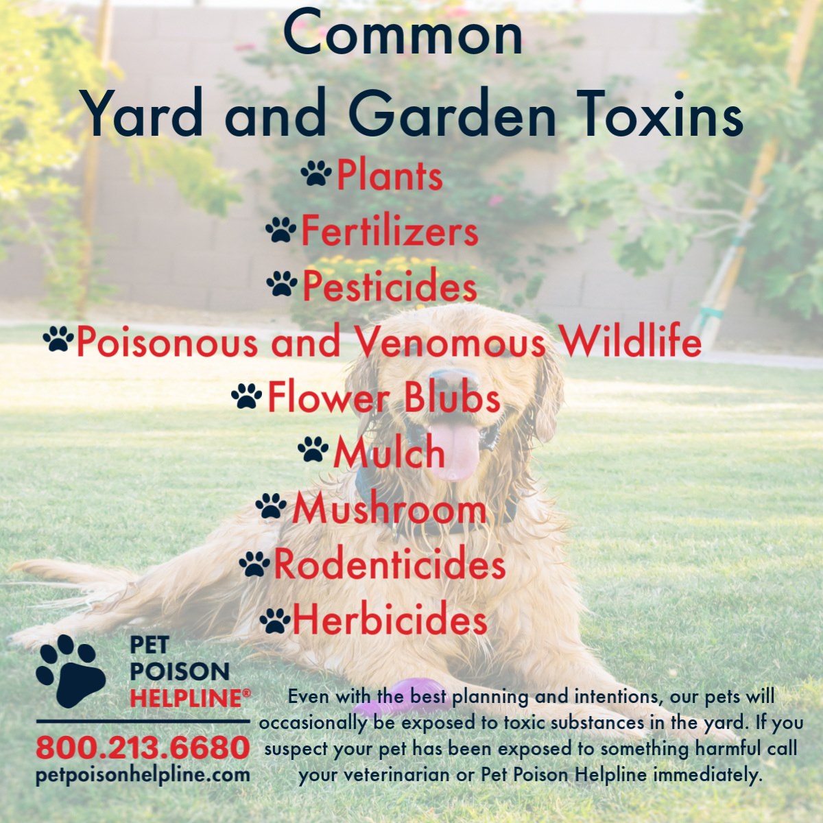 Poison Prevention Week: Outdoor Hazards for Pets