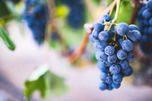 Dog Health Discovery: Why Grapes are Toxic