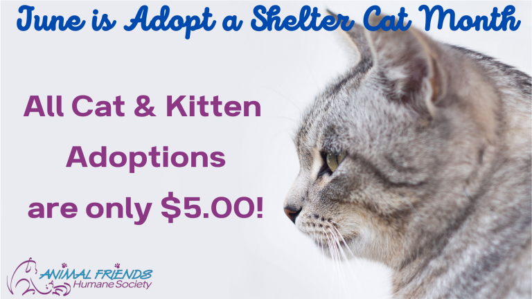 Adopt a Cat or Kitten for Just $5