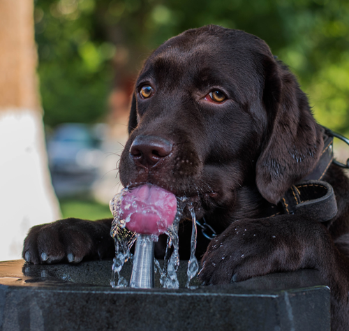 Prepare for Summer Heat with these Safety Tips for Dogs