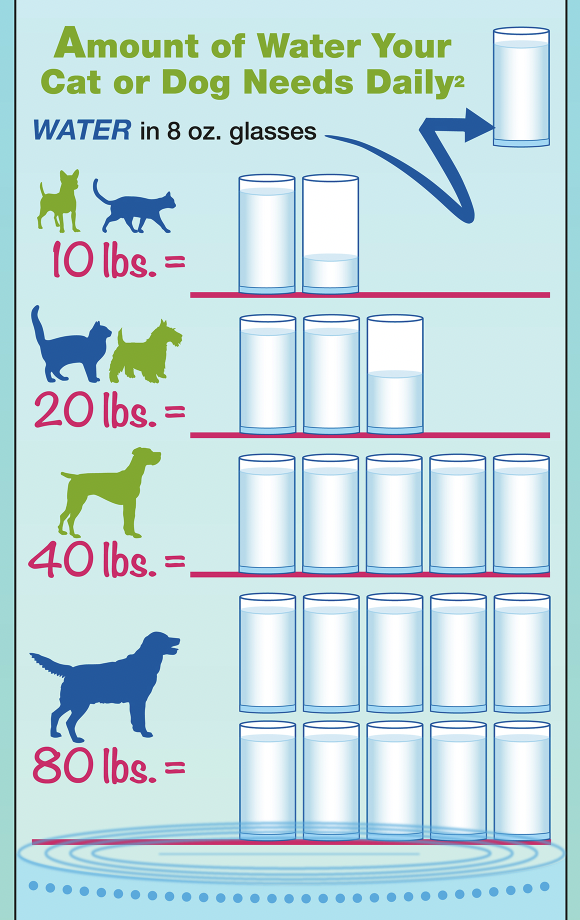 National Pet Hydration Awareness Month in July