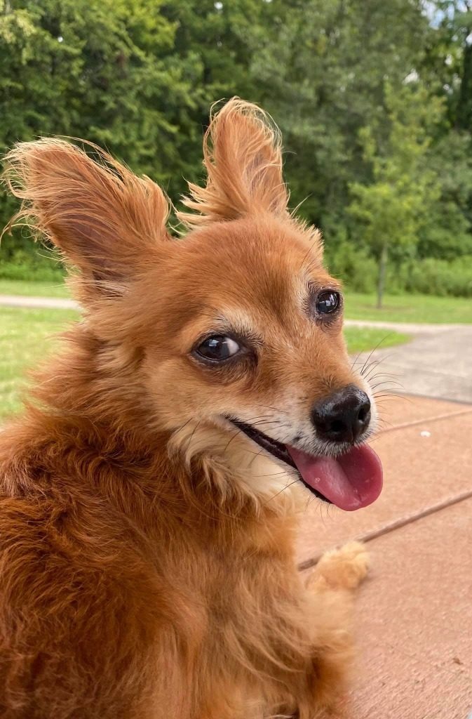 Are You Ready to Adopt a Dog?