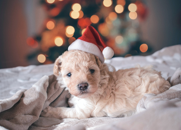 Holiday Pet Safety Tips for 2021